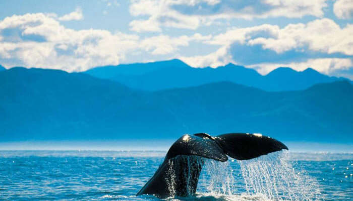 A whale diving in the sea at Kaikoura is among the top places to visit in New Zealand