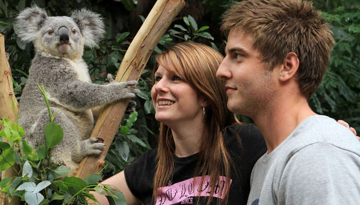 Face-to-face encounters with Koalas at Featherdale Wildlife Park