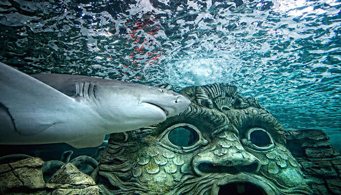 Watch the sharks at Sealife Syndey Aquarium