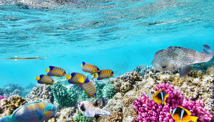 Wonderful and beautiful underwater world with corals and tropical fish at the Great Barrier Reef of Australia