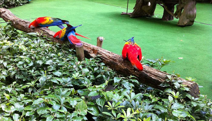 Jurong Bird Park in Singapore