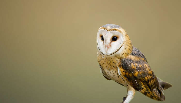 The Nocturnal Wildlife Park in Singapore