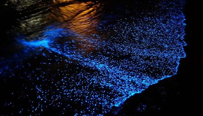 Bioluminescence can be witnessed at Havelock Island