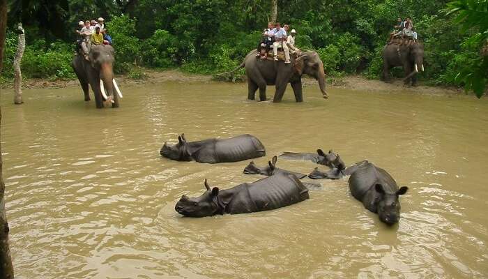 rhinos in chitwan national park