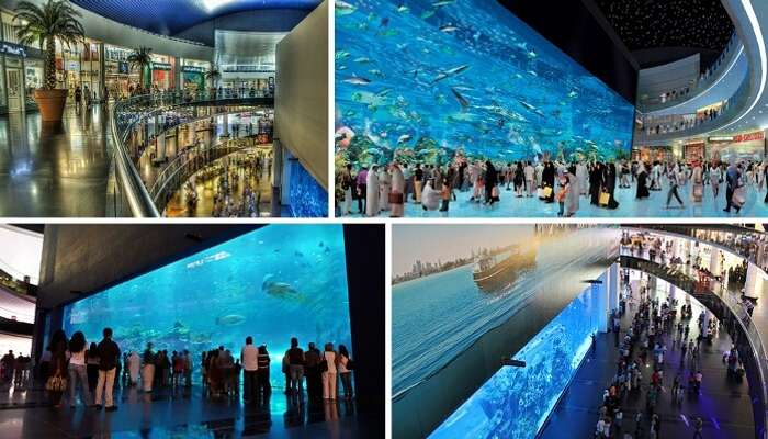 Many views of the Dubai Aquarium for free