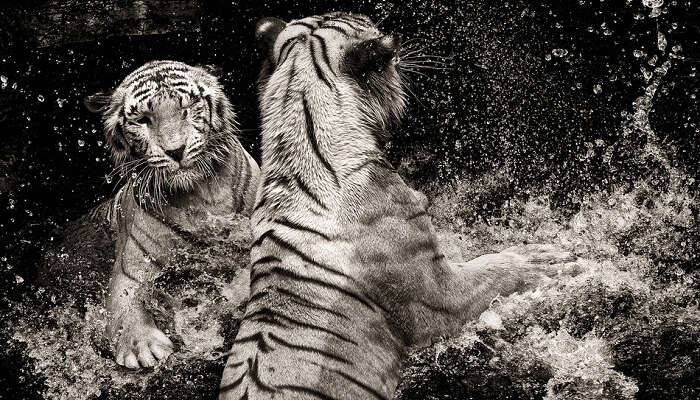 Two white tigers play at the Singapore Zoo