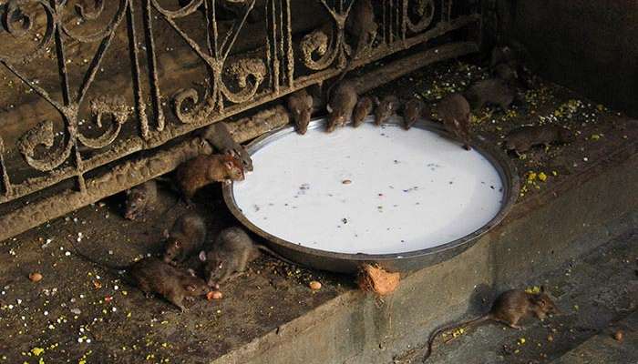Rats roaming around the Karni Mata Temple at Deshnok