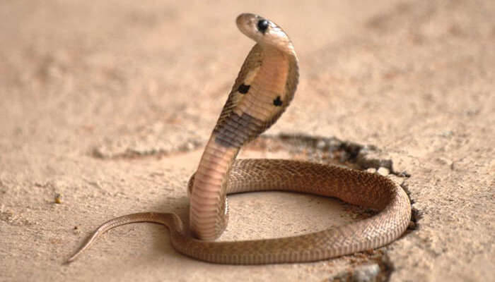 A cobra in Shetpal, a village that worships snakes in Maharashtra