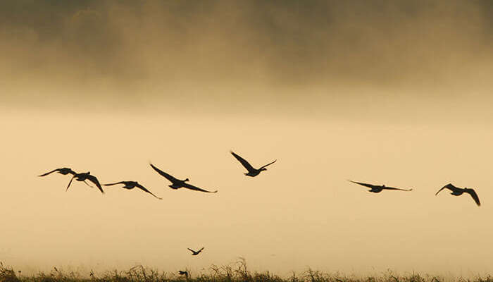 Jatinga in Assam, famous for mass bird suicide