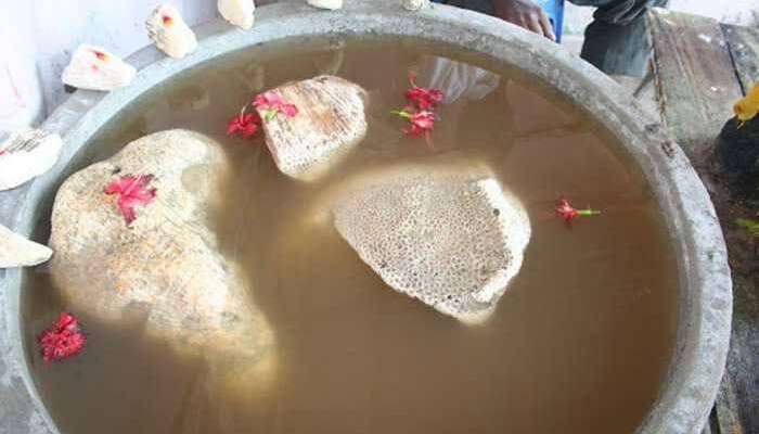 Stones of Rama Setu bridge floating in a tank in Rameshwaram
