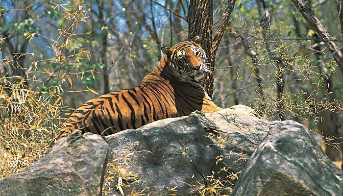 A tiger rests on a stone in the Periyar Tiger Reserve