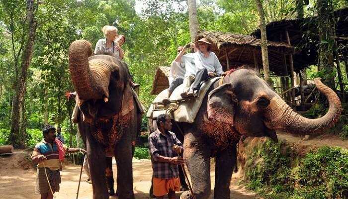 Tourists enjoy elephant rides at Periyar