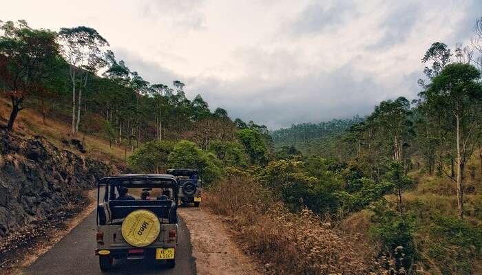 An early morning snap of a Jeep Safari in Thekkady