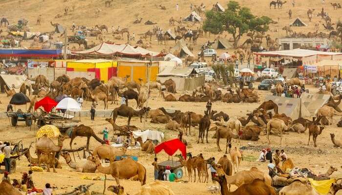 A bird’s eye view of the fairground of Pushkar Camel Fair