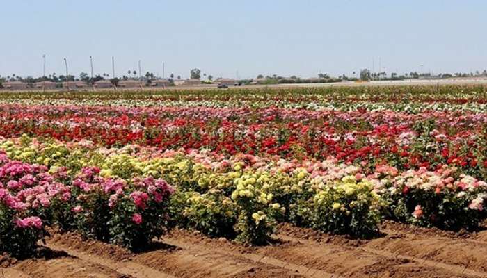 A blooming rose farm is one of the best places to visit in Pushkar