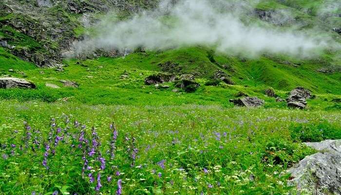 Mist floats over the Valley of Flowers