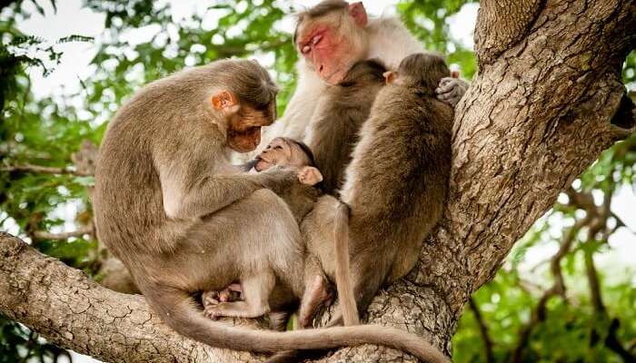 A family of Indian monkeys enjoying a peaceful day at Bandipur National Park in Karnataka