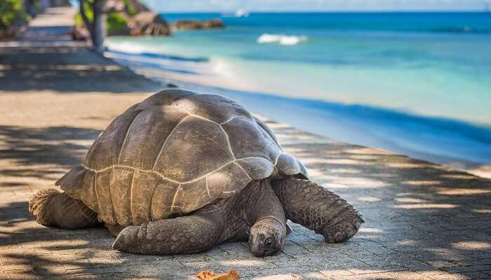25 Places To Visit In Seychelles For A Thrilling Trip Experience