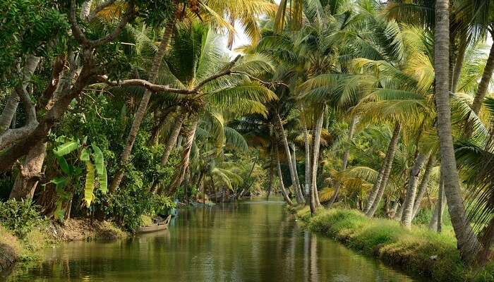 Un passage pour péniches à Alleppey - entouré d'une végétation luxuriante