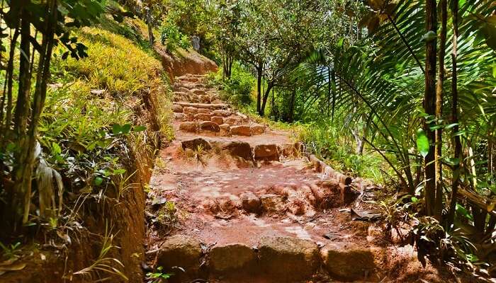 Pathway in the jungle of Valle de Mai on Praslin island