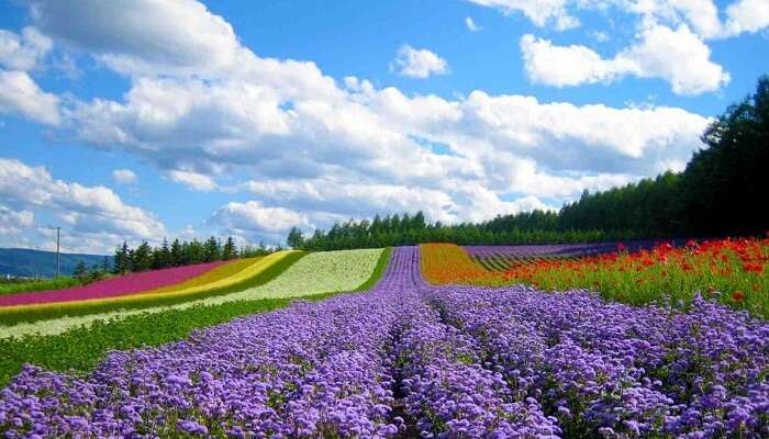 A beautiful shot of the gorgeous Valley of Love at Dalat in Vietnam