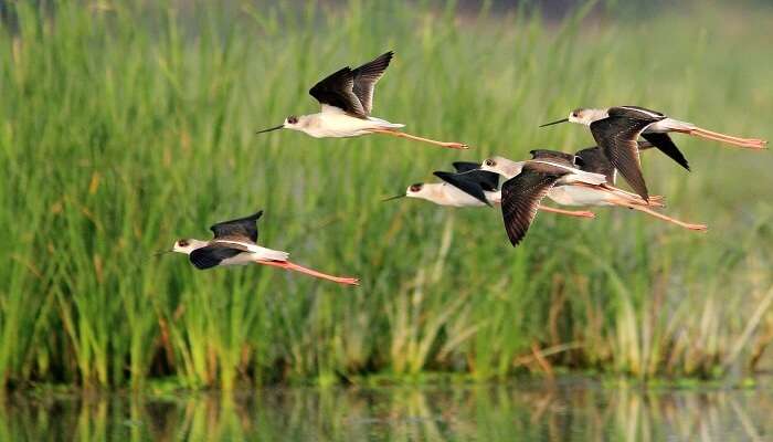 Black Winged Stilts in flight at Nawabganj Bird Sanctuary