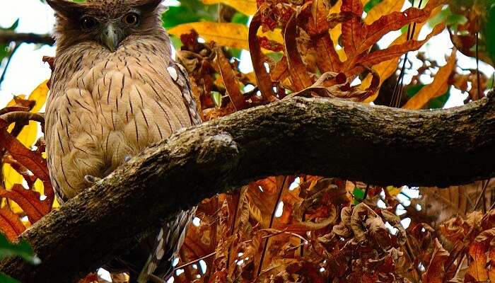 Collared Scops Owl resting on a treek branch at Chintamoni Kar Bird Sanctuary