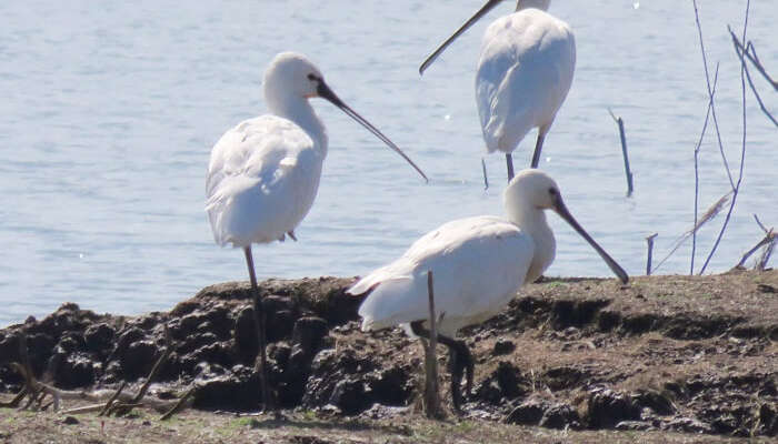 Three Eurasian spoonbills relaxing on the banks of the water body at the Mayani bird sanctuary