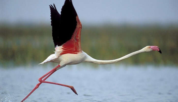 A flamingo ready to dive at the prey at the Nal Sarovar Bird Sanctuary