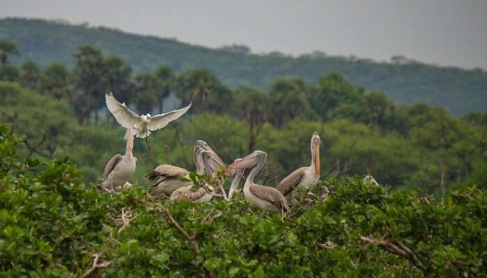 Flock of Spoonbills at Vedanthangal Bird Sanctuary