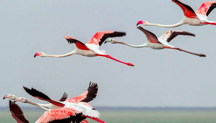 A flock of flamingos flying over the Pulicat lake at the Pulicat Lake Bird Sanctuary in Andhra Pradesh