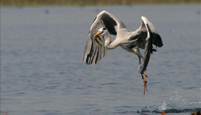 A Grey Heron diving to catch a fish and then eating it.