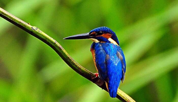 A hummingbird sitting on a tree branch at the Thattekad Bird Sanctuary