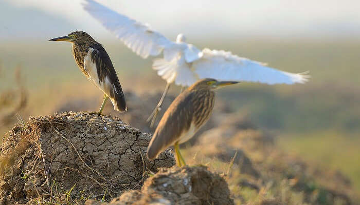 Indian Pond Heron or Paddybird and Great Egret on Her Back in Najafgarh Bird Sanctuary