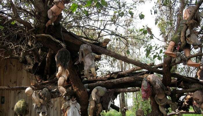 Dolls hanging on the trees of the Island of Dolls in Mexico