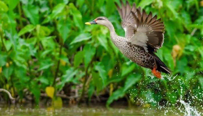 A spot-billed duck takes flight over the water body at the Jawaharlal Nehru Bustard Sanctuary