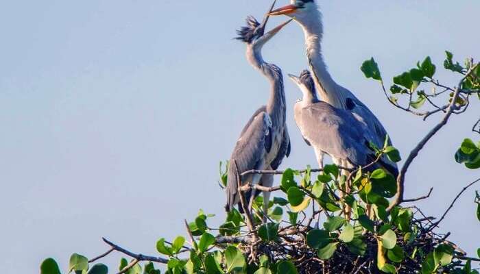 A family of migratory birds relaxes at their nest on tree top in the Kaundinya Bird Sanctuary