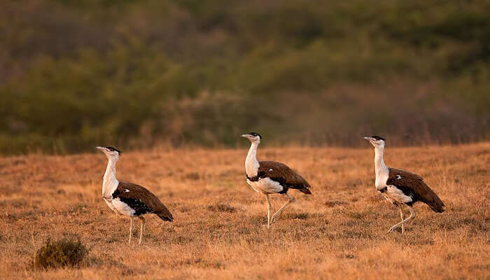 Bustards caught walking through the Kutch Great Indian Bird Sanctuary