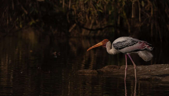 A painted stork on the banks of the water body at the Ranganathittu Bird Sanctuary