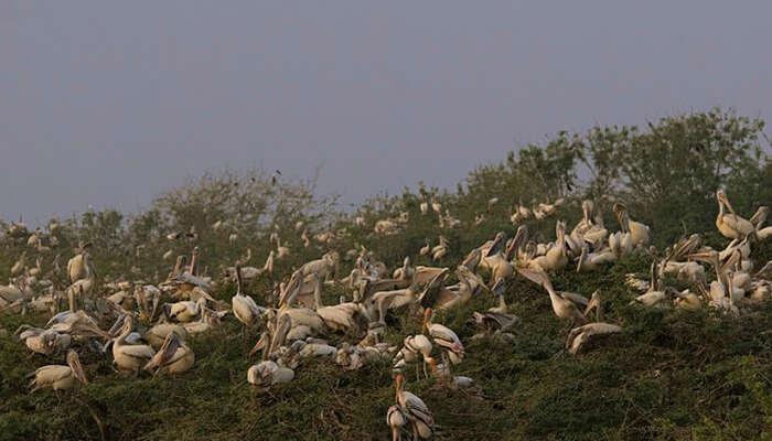 Scores of pelicans sitting on the grassy lands of Uppalapadu Bird Sanctuary