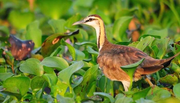 A beautiful shot of a pheasant-tailed jacana at the Kumarakom Bird Sanctuary in Kerala