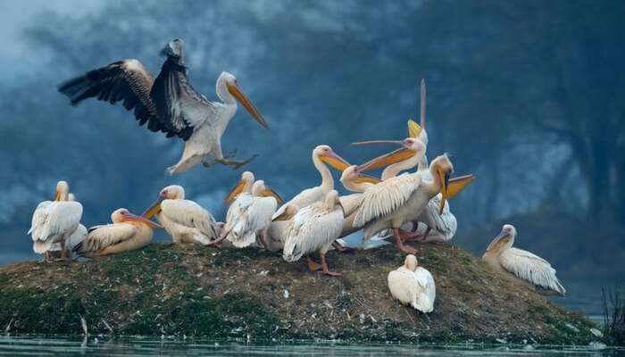 A waterfowl family at Bharatpur Bird Sanctuary