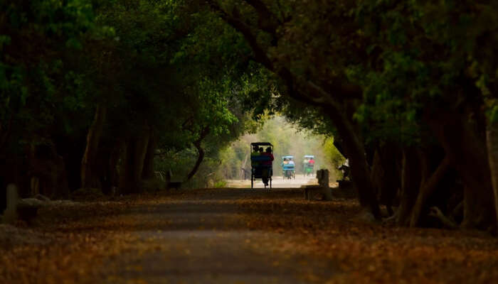 Rickshaw safari at Bharatpur Birds Sanctuary - now Keoladeo National Park