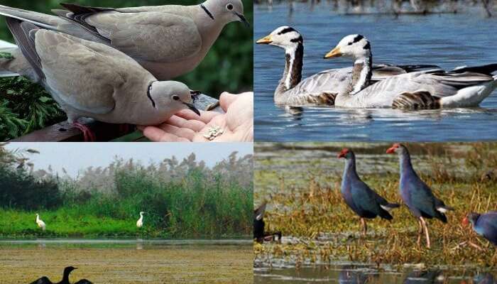 Snaps of the various birds that you find at the Bakhira Bird Sanctuary