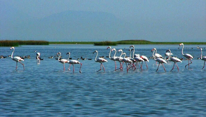 A long fleet of flamingos stand tall in the Chilika lake at the Chilika Lake Bird Sanctuary