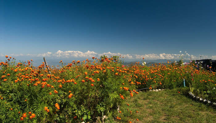 beautiful views of snow mountains in Mukteshwar
