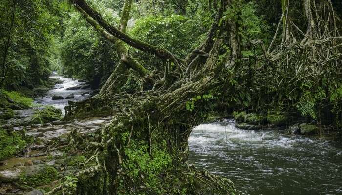 The living roots bridge in Shillong