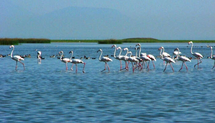 A group of migratory birds walking across the Chilka lake