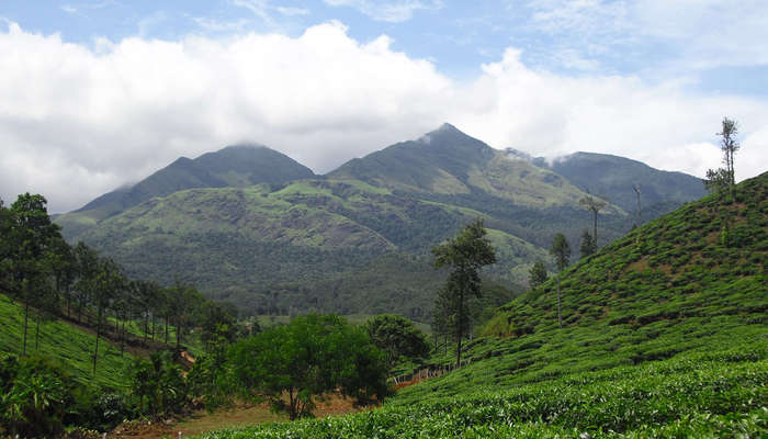 lush green mountains of Wayanad