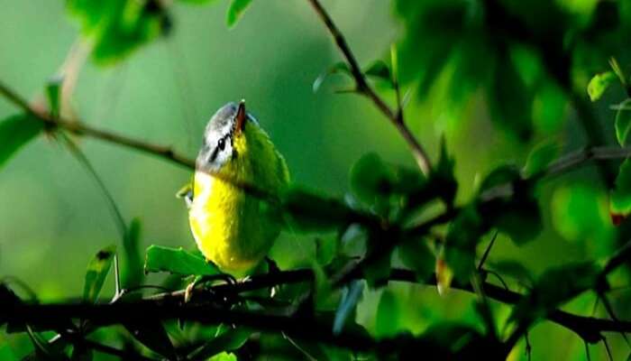  A bird spotted in Chail Wildlife Sanctuary - one of the best places to see in Chail 